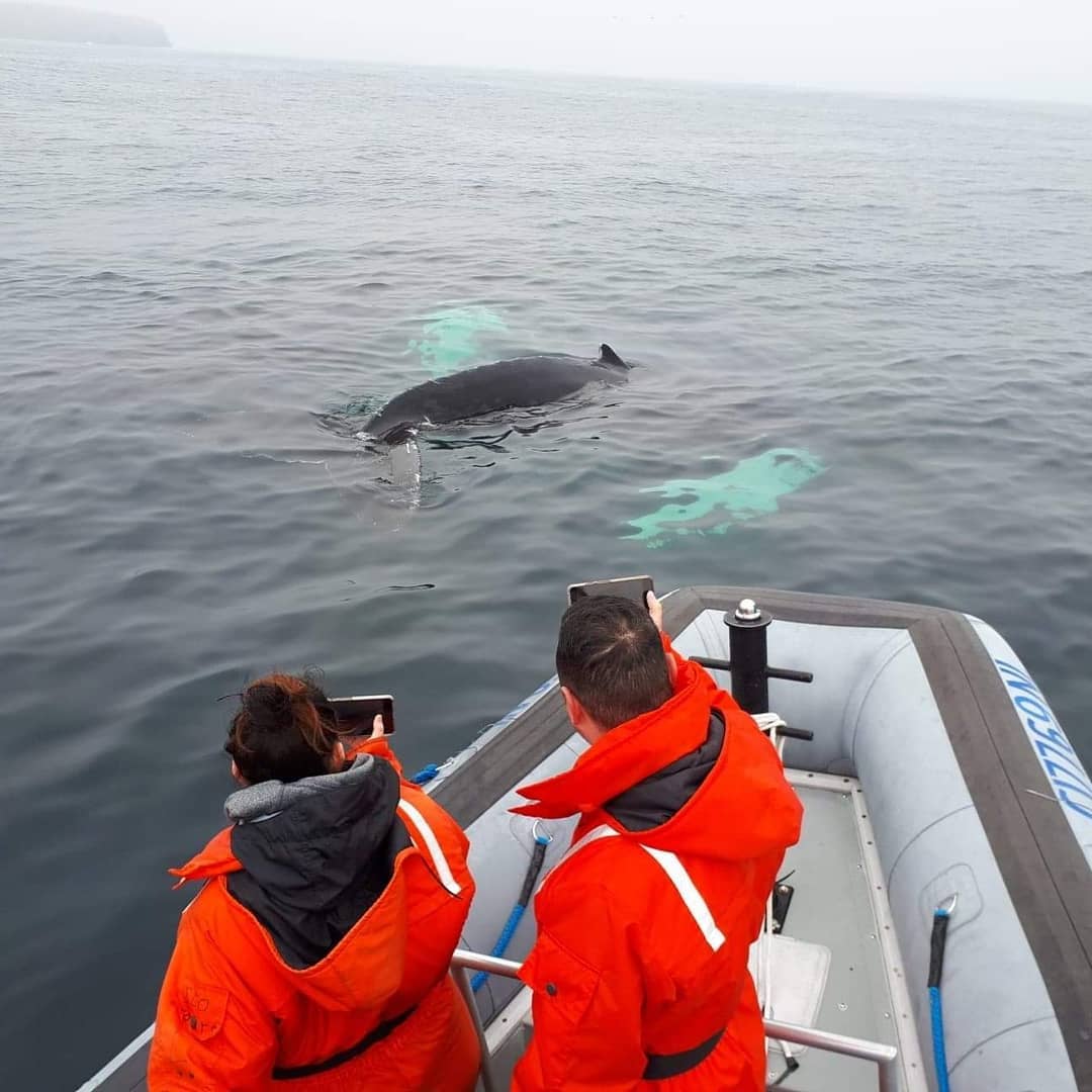 whale watching tour montreal